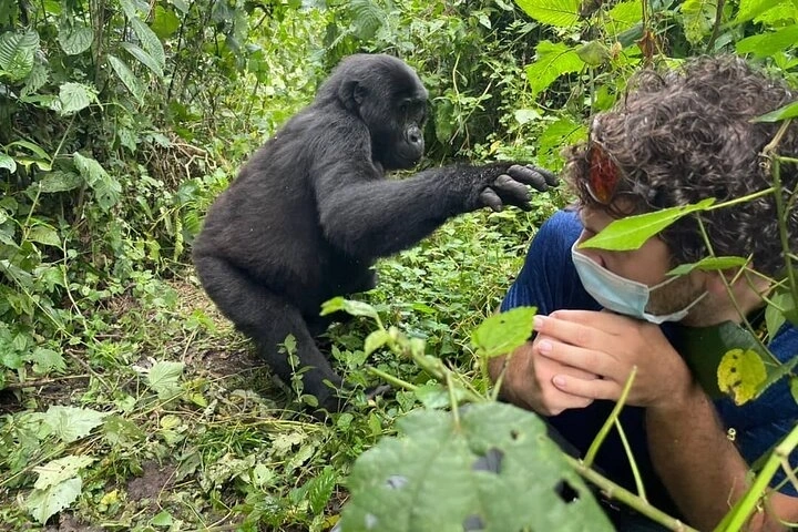 comparing-uganda-rwanda-gorilla-safari