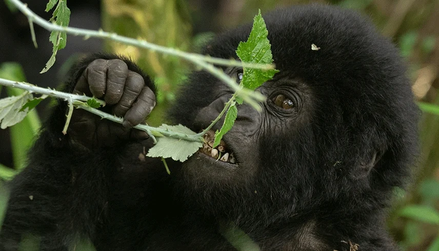 3-day-gorilla-trekking-safari-in-uganda